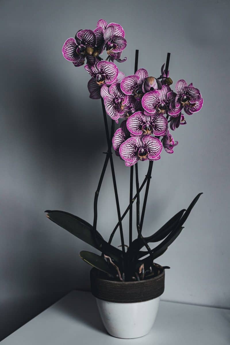 Les astuces pour redonner vie à votre orchidée fanée