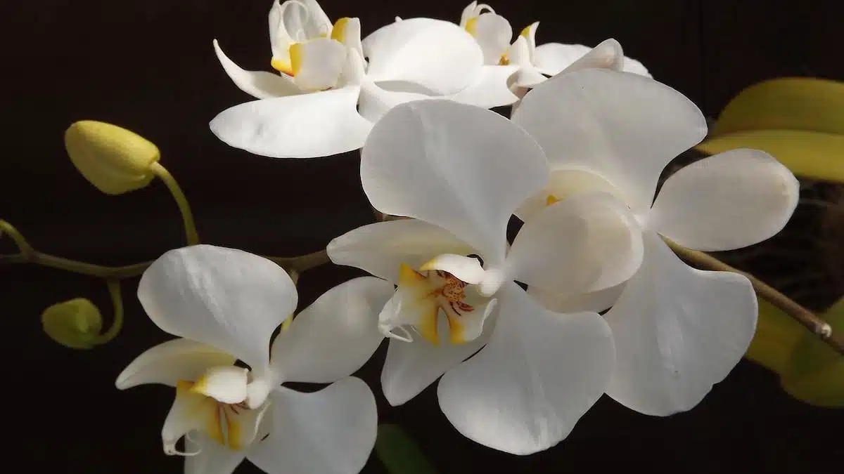 orchidée  soins